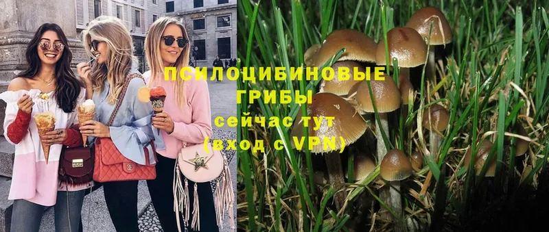 Галлюциногенные грибы Psilocybe  купить наркоту  Черногорск 